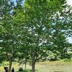 Betula alleghaniensis Habitus