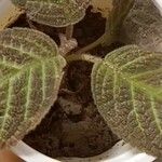 Episcia reptans পাতা