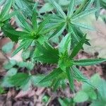 Eryngium foetidum Leaf