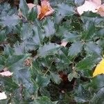 Ilex meserveae Blatt