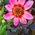 Dahlia tenuicaulis Blomst