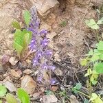 Orobanche lavandulacea Blodyn