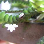 Angraecum distichum Leaf