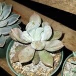 Pachyphytum kimnachii Leaf