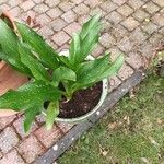 Zantedeschia rehmannii Flower