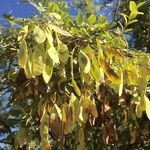 Dalbergia melanoxylon Плод