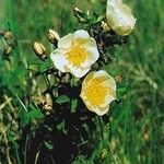 Rosa xanthina Blüte