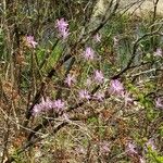 Rhododendron canadense 花