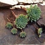 Sempervivum tectorum Φύλλο