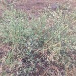 Parthenium hysterophorus Habit
