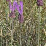 Lavandula pedunculata Blüte