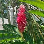 Alpinia purpurata Blüte