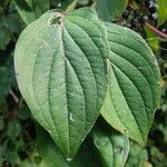 Cornus sanguinea Leaf