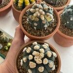 Astrophytum asterias Ліст