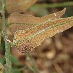 Bolbitis gemmifer Leaf