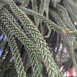 Araucaria laubenfelsii Folla