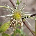 Clematis tangutica Fruit