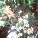 Parthenium hysterophorus Flower