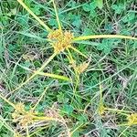 Cyperus eragrostis葉