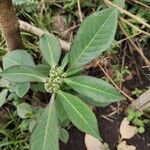 Euphorbia heterophylla Φύλλο