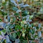 Salix repens Συνήθη χαρακτηριστικά