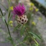 Centaurea deusta Çiçek