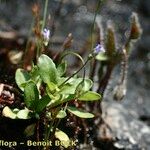Solenopsis laurentia 形態