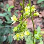 Campylospermum elongatumFiore