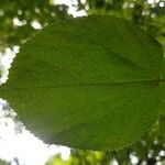 Tilia × euchlora Leaf