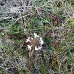 Pedicularis sylvatica Цвят