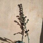 Atriplex portulacoidesFlower