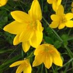 Zephyranthes citrina Flower