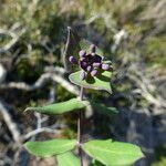 Lonicera implexa Flower