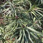 Podocarpus henkelii Natur