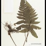 Cyathea surinamensis Лист
