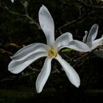 Magnolia stellata Fiore