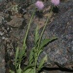 Scabiosa corsica आदत