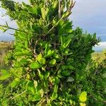 Pyrostria phyllanthoidea Leaf