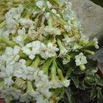 Kalanchoe aromatica Flower