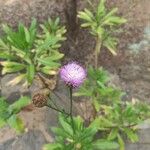 Cheirolophus arbutifolius Flower