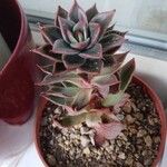 Echeveria colorata List