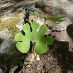 Sanguinaria canadensis Лист