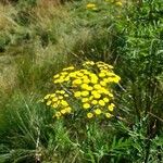 Tanacetum vulgareFiore