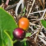 Carissa spinarum Fruit