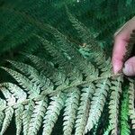 Dryopteris expansa Leaf