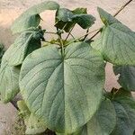 Clerodendrum japonicum Folha