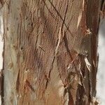 Melaleuca linariifolia Bark