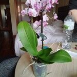 Phalaenopsis spp. Çiçek