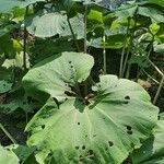 Petasites japonicusLeaf