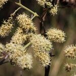 Combretum collinum Flower